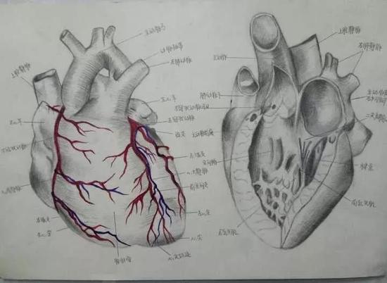 医学生手绘解剖图：专业与艺术完美结合(图)4