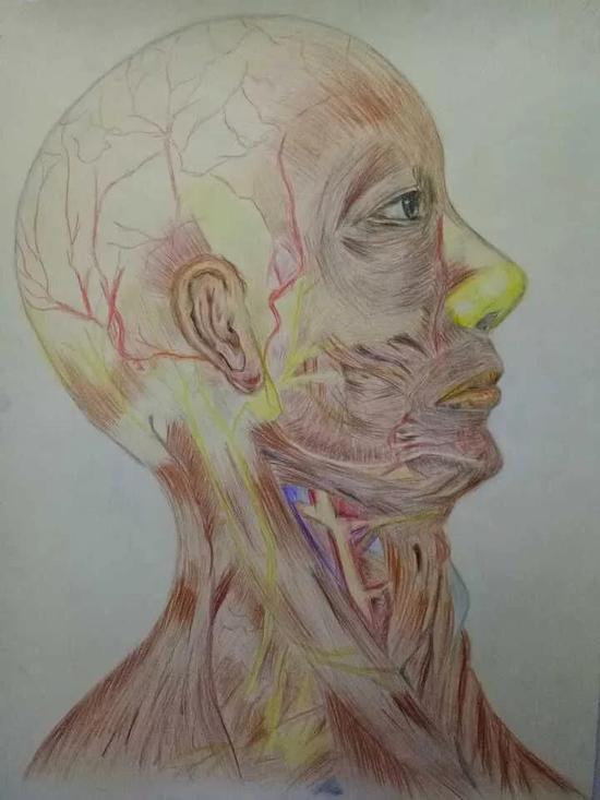 医学生手绘解剖图：专业与艺术完美结合(图)3
