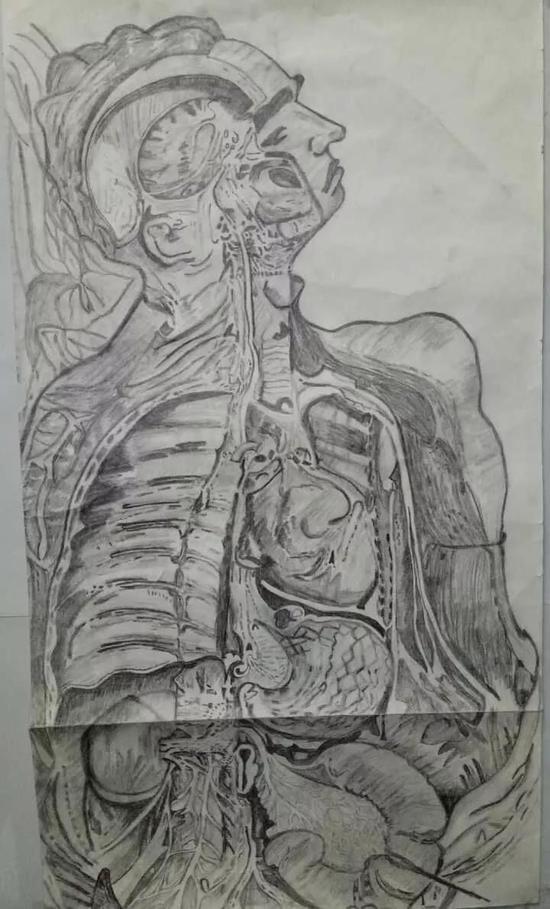 医学生手绘解剖图：专业与艺术完美结合(图)1